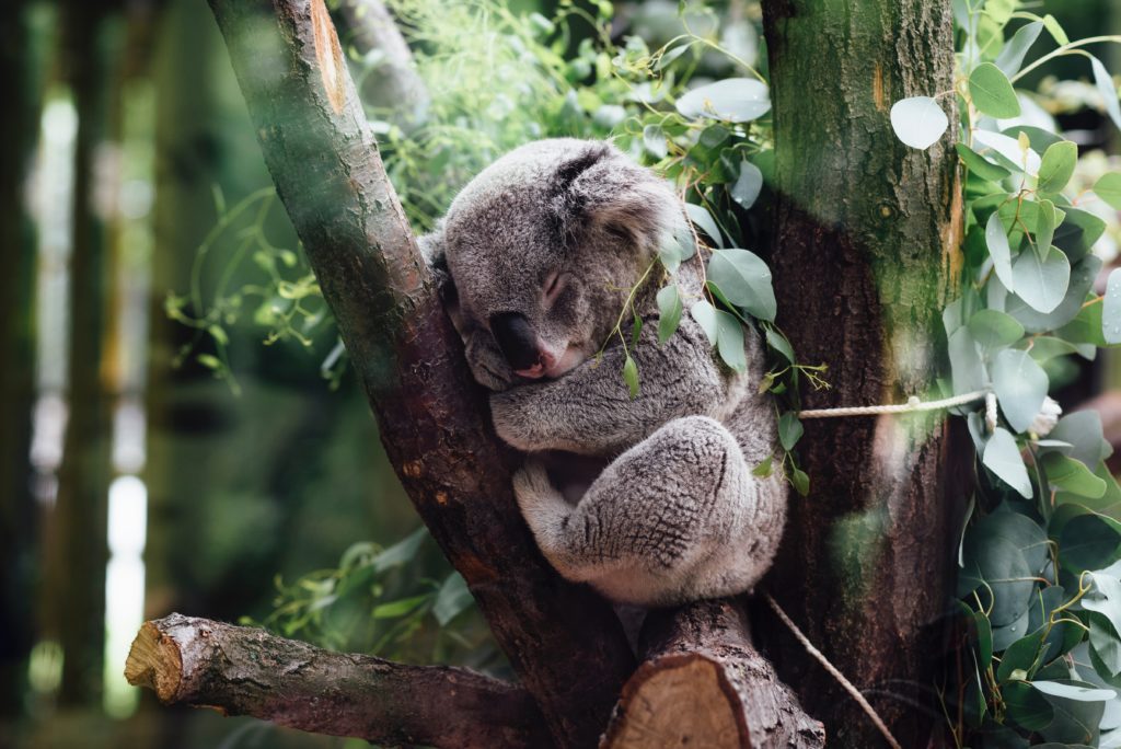眠っているコアラの画像